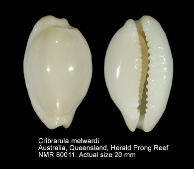Cribrarula melwardi.jpg - Cribrarula melwardi (Iredale,1930)